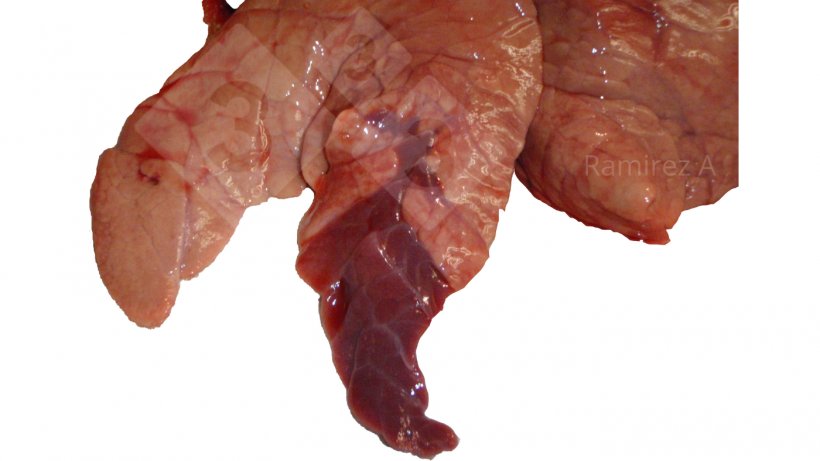 Figura 1. Immagine che mostra il classico consolidamento cranio-ventrale associato a&nbsp;Mycoplasma hyopneumoniae&nbsp;(non diagnostico) e molte altre infezioni batteriche, nonch&eacute; alcune infezioni da virus dell&#39;influenza A.
